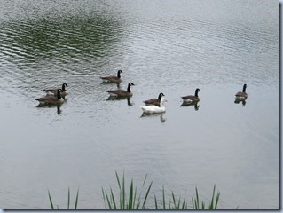 IMG_3915 IMG_3915
