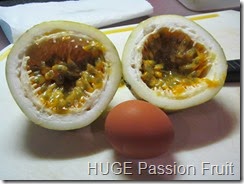 053 HUGE Passionfruit