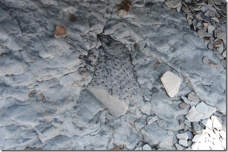 ca_parrsboro_joggins_fossil_cliffs2