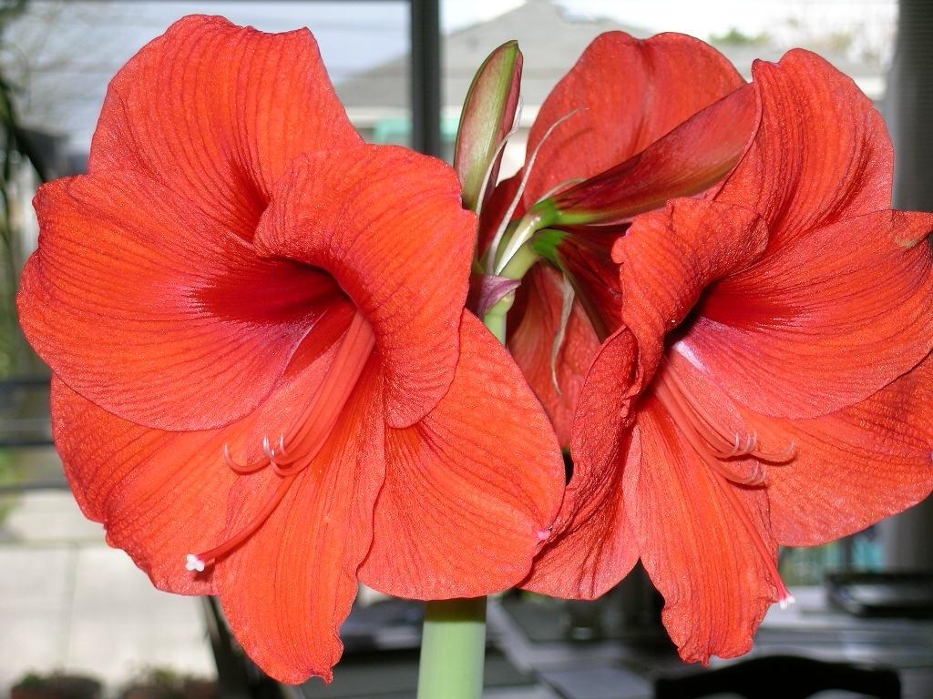 Amaryllis are also available