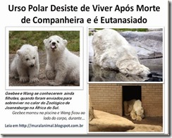 Urso Polar Desiste de Viver Após Morte