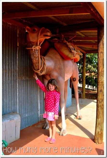 The Camel Farm at Yulara | How Many More Minutes?