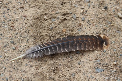 Turkey feather