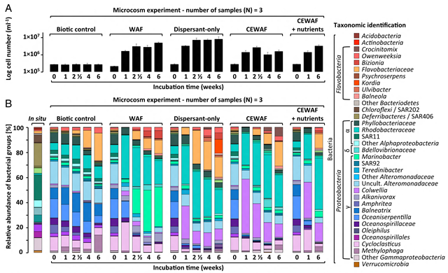 Dispersants affect the evolution of oil-degrading microbial populations. (A) Average and standard deviation (SD) of cell numbers from sample triplicates (log scale) monitored for 6 wk in microcosms. (B) Relative abundance of bacterial groups in Gulf of Mexico deep water in situ samples and in the microcosms (average of triplicate samples). Reads of the V4V5 regions of the 16S rRNA gene were clustered into operational taxonomic units and taxonomy was assigned with Global Alignment for Sequence Taxonomy (GAST). Graphic: Kleindienst, et al., 2015 / PNAS