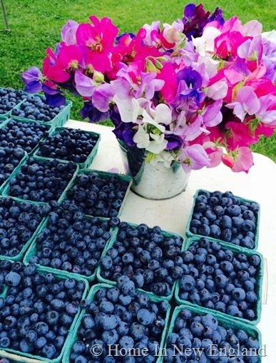 blueberries flowers