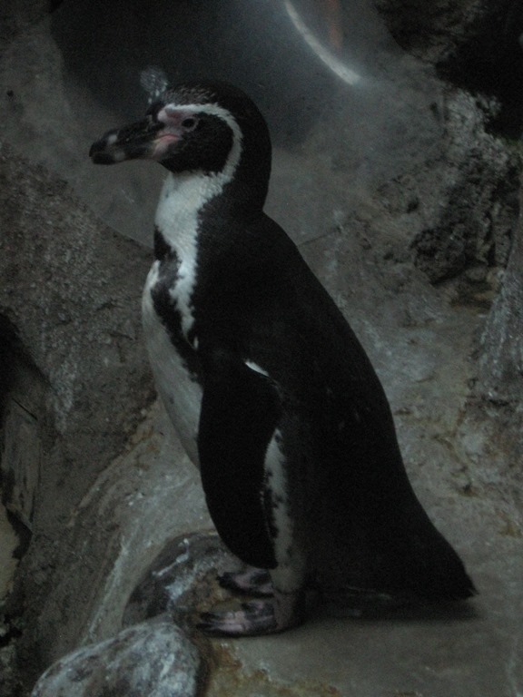 [IMG_0497%2520Humboldt%2520Penguin%2520at%2520the%2520Oregon%2520Zoo%2520in%2520Portland%252C%2520Oregon%2520on%2520November%252010%252C%25202009%255B2%255D.jpg]