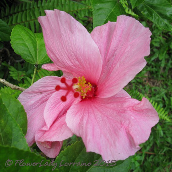 [09-03-pink-hibiscus%255B4%255D.jpg]