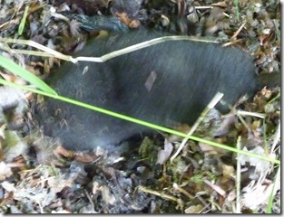 1 young mole
