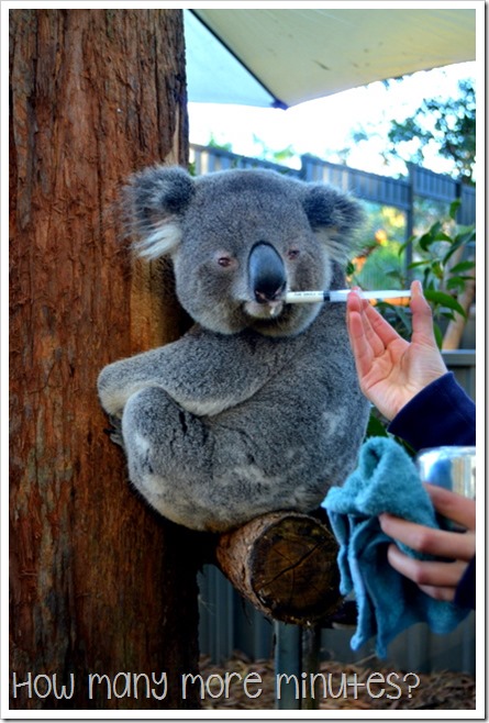 The Koala Hospital at Port Macquarie | How Many More Minutes?