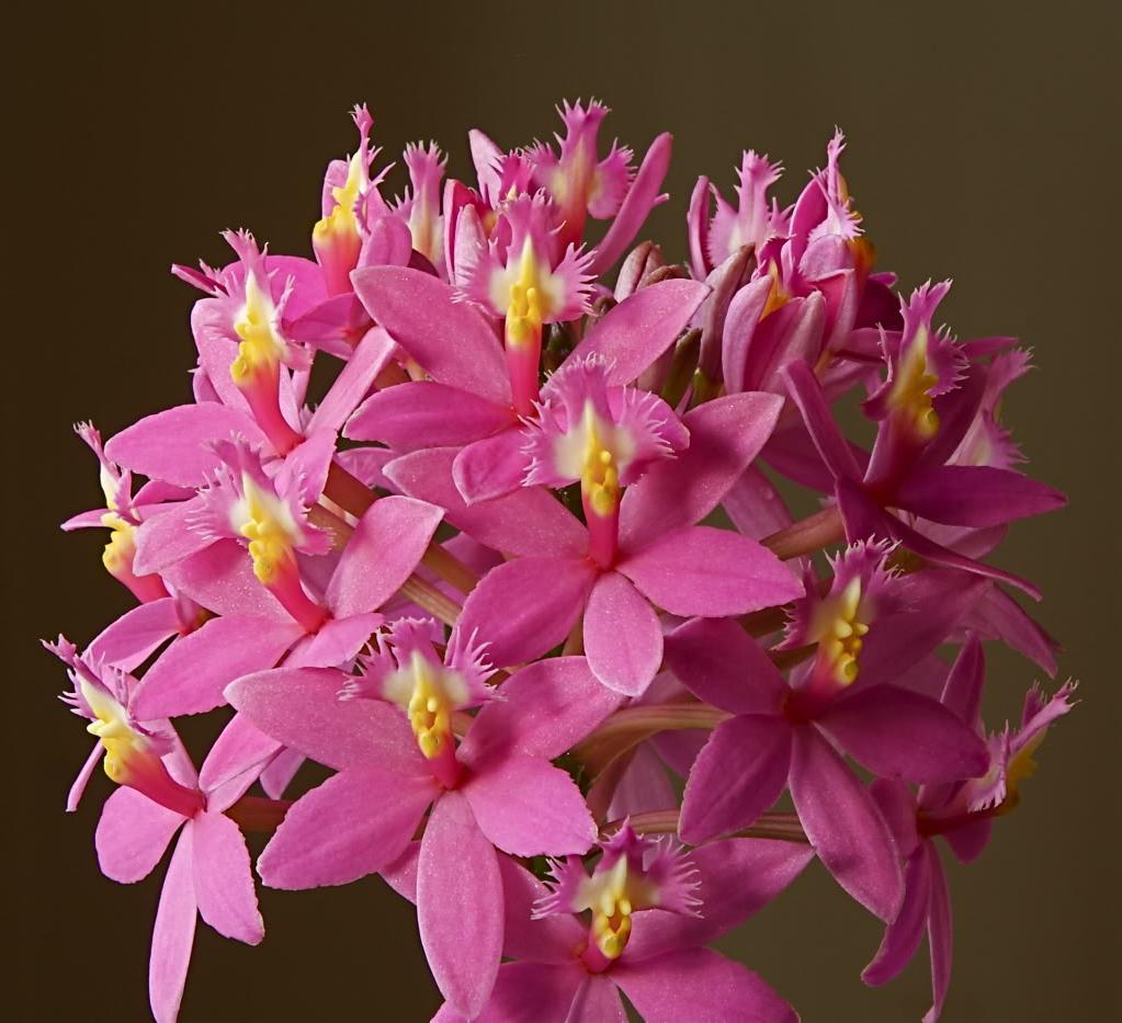 Epidendrum Orchids like to be