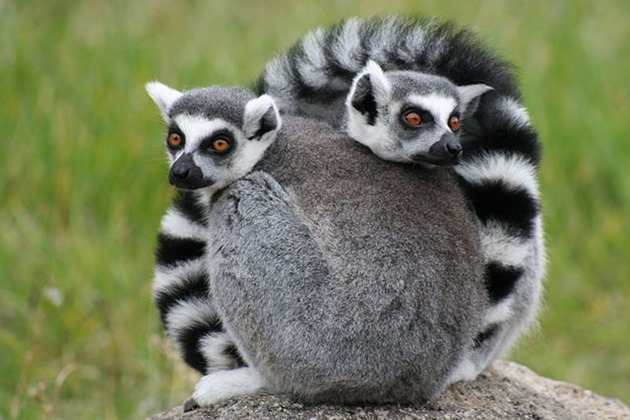 Ring Tailed Lemur, Madagascar