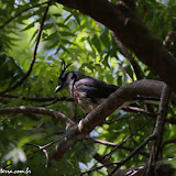 Urraca ferida - Laguna de Apoyo, Nicarágua