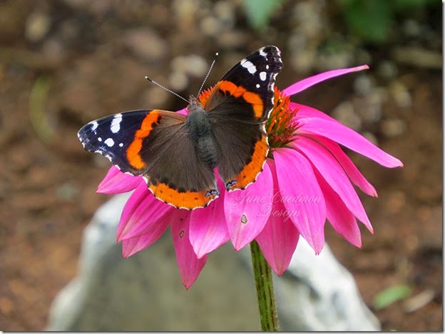 Red_Admiral_Butterfly