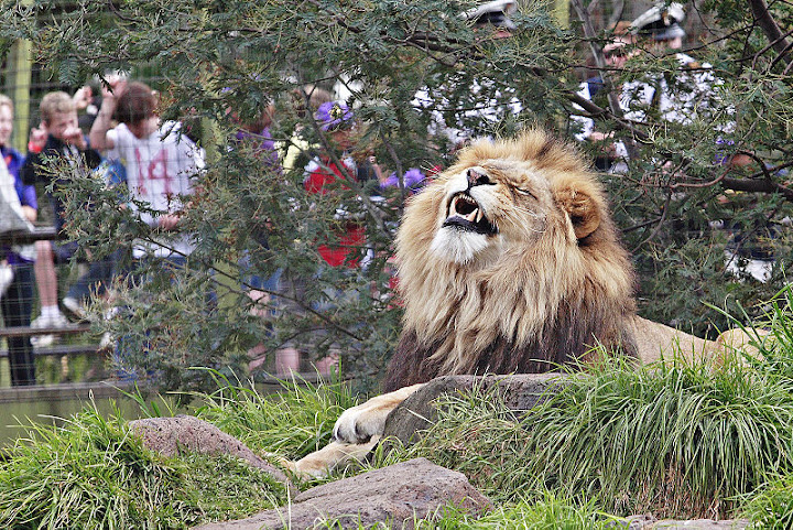 leeuw in melbourne zoo (fotograaf Fir0002/Flagstaffotos)