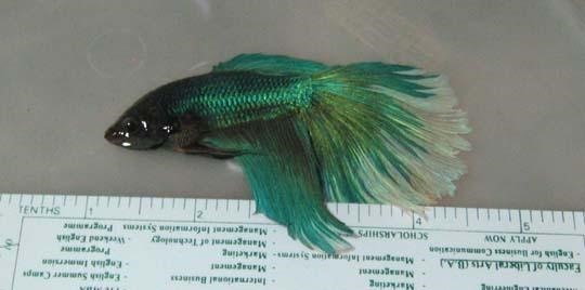 [betta362.jpg]