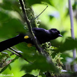 Trilha no Hotel Trogon Lodge - San Gerardo de Dota, Costa Rica