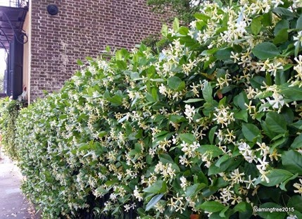 These bushes smelled SOOO good!