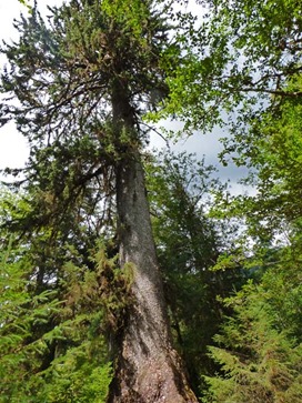 A big Spruce in Hoh Rain Forest near Visitor's Center