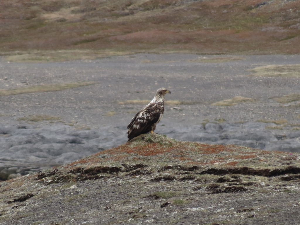 [nl_sa_cape_norman_bald_eagle%255B4%255D.jpg]