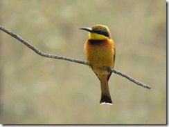 Little Bee-eater