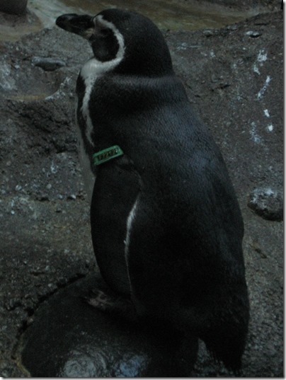 IMG_0499 Humboldt Penguin at the Oregon Zoo in Portland, Oregon on November 10, 2009