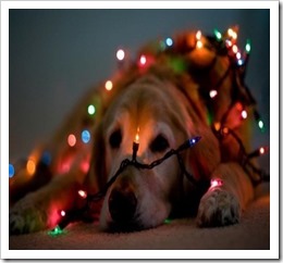 cute-christmas-dog