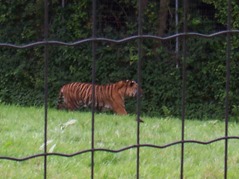 2007.08.09-024 tigre de Sumatra