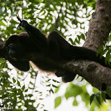 Macacos - Laguna de Apoyo, Nicarágua