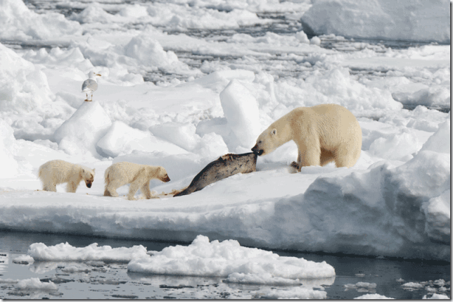 Polar Bears_Copyright Jan Vermeer_18