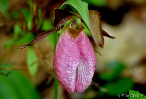 2. Lady's Slipper-kab