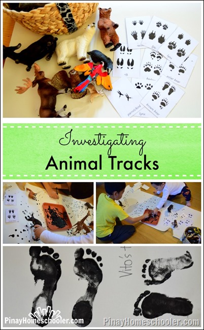 Investigating Animal Tracks