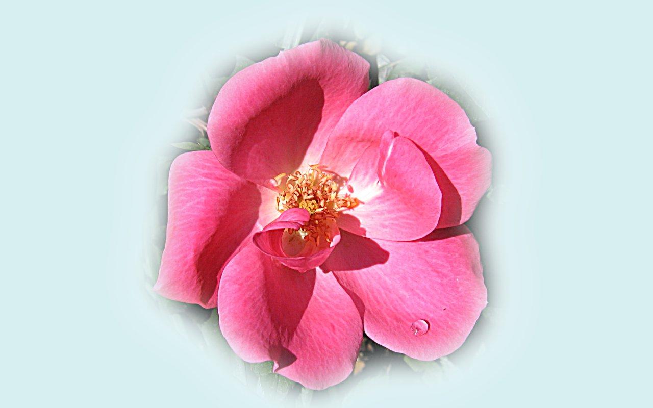 Hot Pink Wild Rose 1280x800px