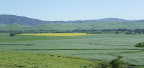 Canola crop, Upper Murray