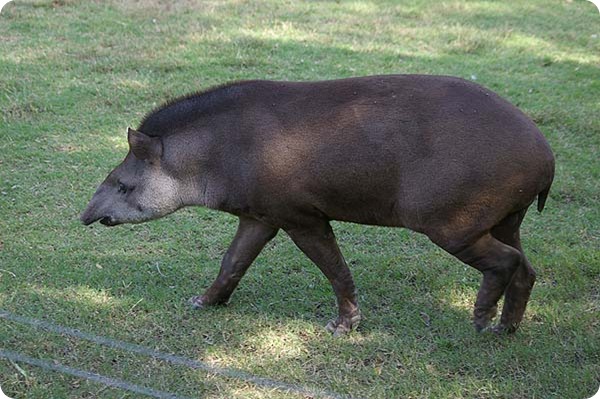 yaboty tapir