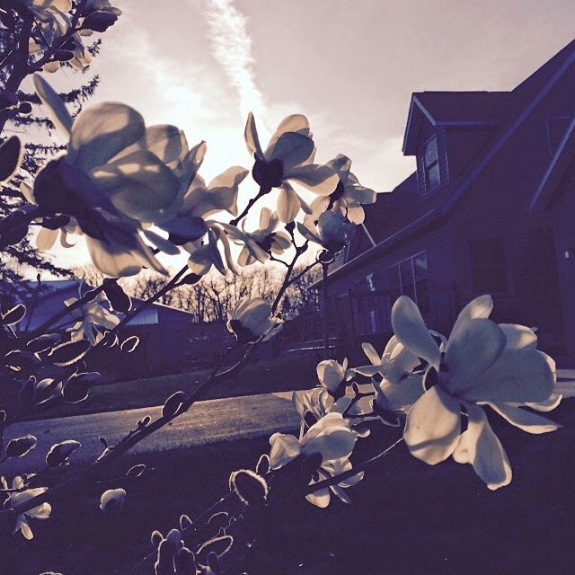 [magnolia-in-bloom4.jpg]