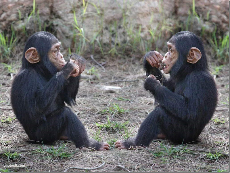 baby-chimpanzees2