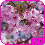 Cherry Blossom Video Wallpaper Apk