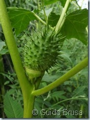 Datura stramonium