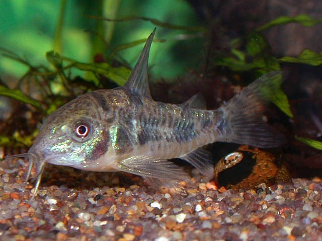 [be-ca-canh-cory_wavy_catfish_cachuot%255B7%255D.jpg]