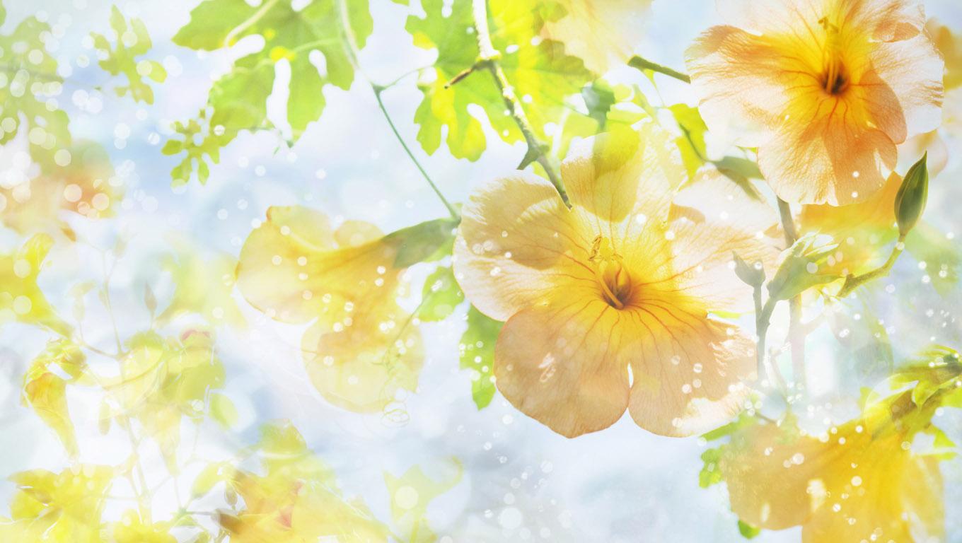 CG Flowers1360x768?79?