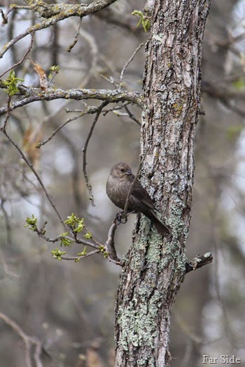 Brown-Headeded Cowbird female