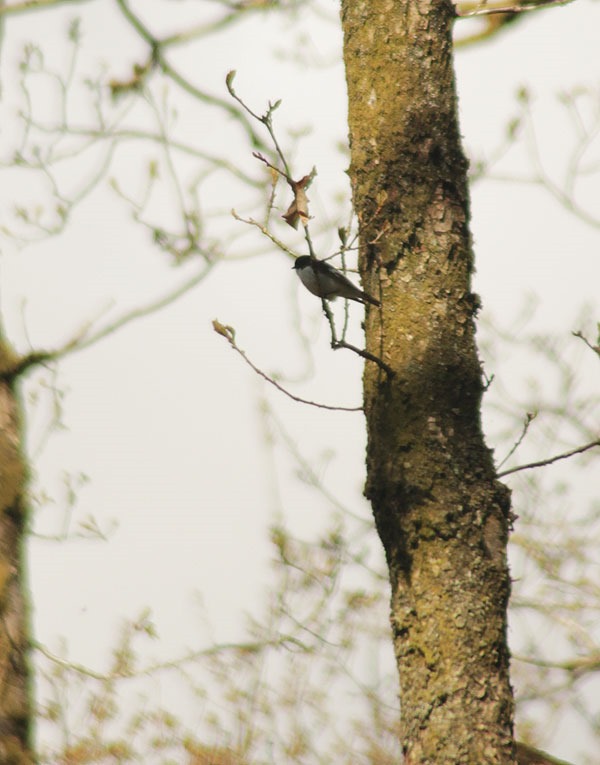 [13-Pied-flycatcher%255B2%255D.jpg]