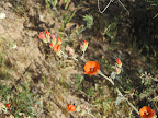 Desert Globe Mallow 4/14
