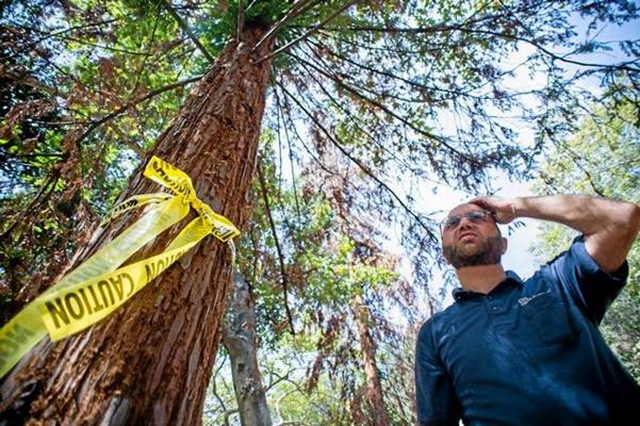 Arborist and Parks Service Manager Koko Panossian stands before a dying redwood tree which is slated to be taken down at Verdugo Park in Glendale, 11 May 2015. Panossian and fellow Aborist William McKinley are seeing the effects of the drought on a stand of California Coast Redwood Trees at the park. Photo: Sarah Reingewirtz / SGV Tribune