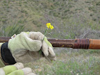 Bladderpod Mustard, AZ Trail 4/16