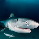 Tiger shark