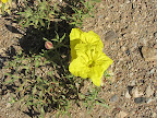 Primrose, next to 3C Ranch, Peppersauce 5/6
