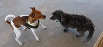 Spikes Desert Dog Park - Skruffy