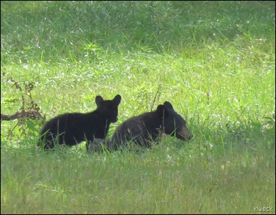 Bear with cub on Cades Cove Loop