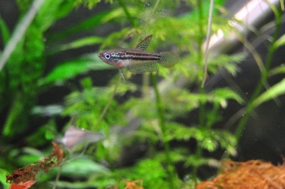 [be-ca-canh-sparkling_gourami_green_c%255B8%255D.jpg]